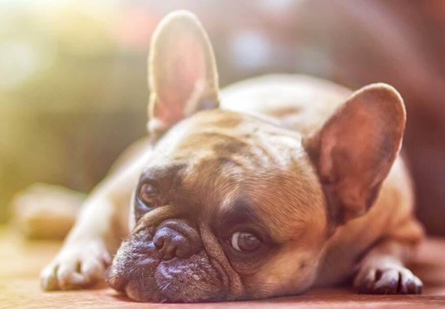 CBD Chien